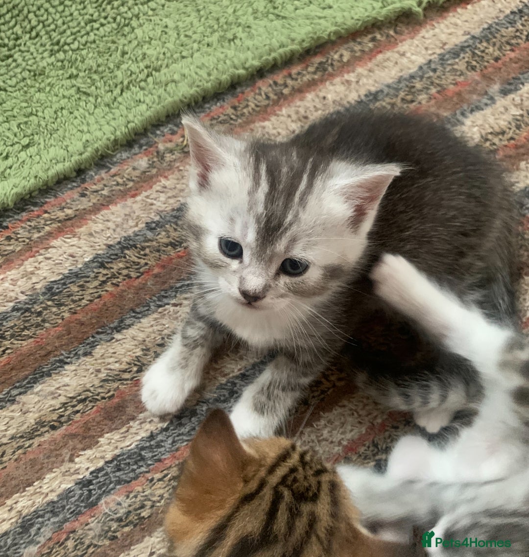 Persian cats for sale: Persian chinchilla mix of 3 boys left in St Albans - Image 8