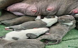 Staffordshire Bull Terrier dogs for sale: Stunning litter of Staffy Pups - Image 2