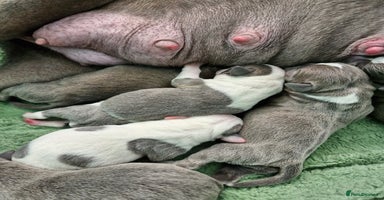 Staffordshire Bull Terrier dogs - Advert 8