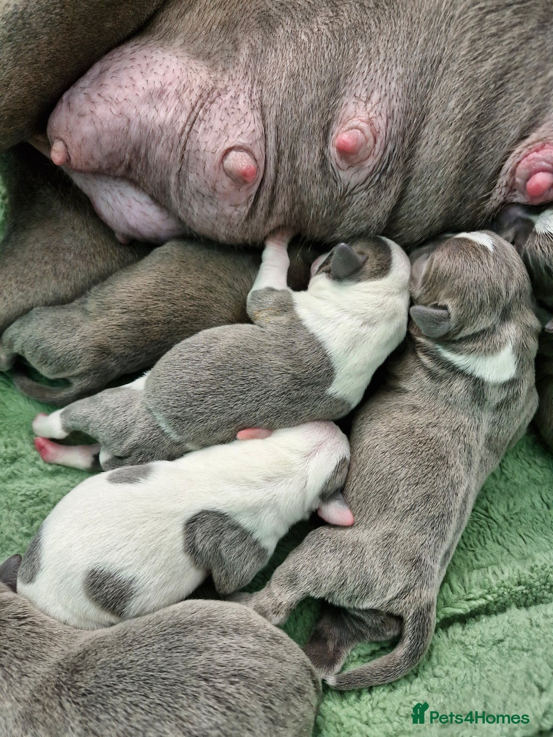 Staffordshire Bull Terrier dogs for sale: Stunning litter of Staffy Pups - Image 2