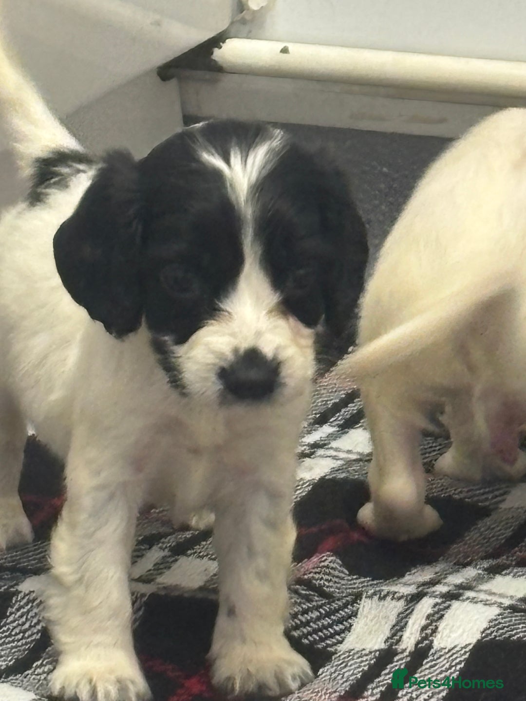 Cocker Spaniel dogs for sale: Adorable Show type cocker spaniel puppy’s  - Image 28