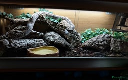 Boa Snake reptiles for sale: Boa, royal and a California king snake for sale  - Image 4