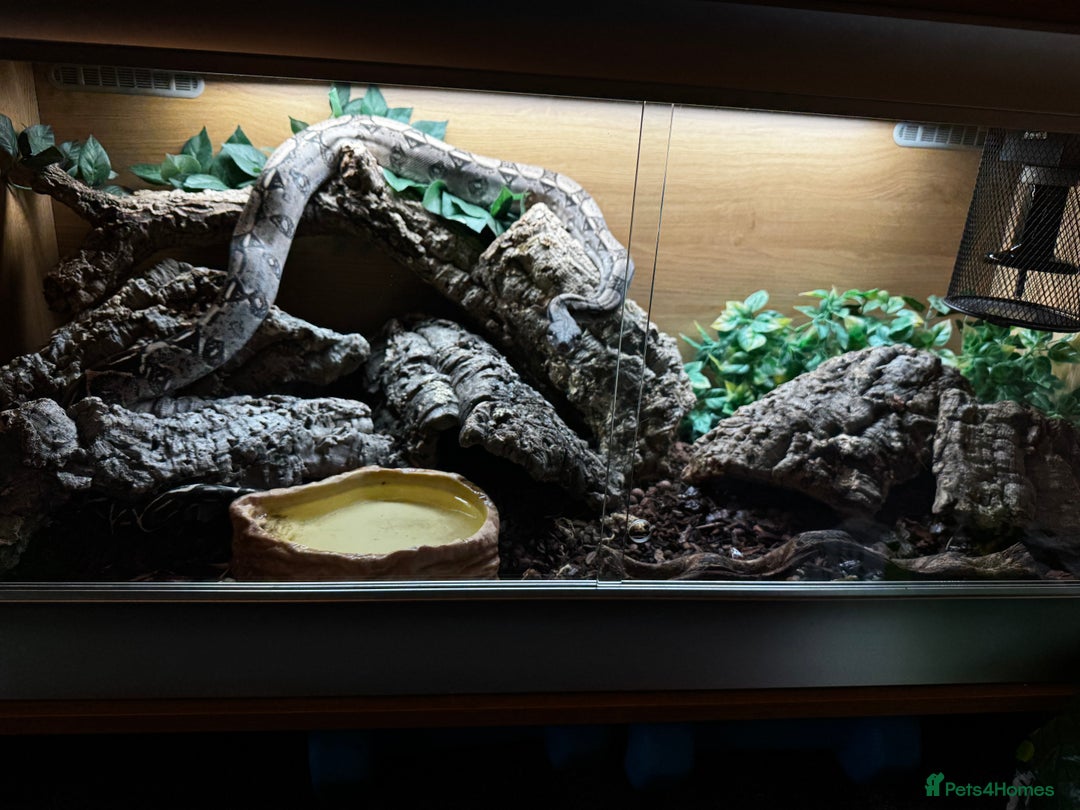 Boa Snake reptiles for sale: Boa, royal and a California king snake for sale  - Image 4
