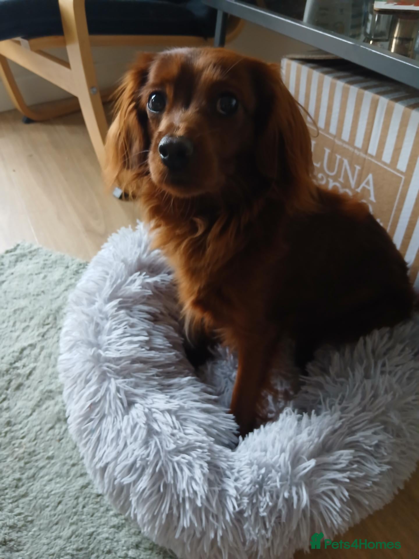 Cavapoo dogs For stud  - Advert 1