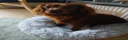Cavapoo dogs for stud: For stud  - Advert 1