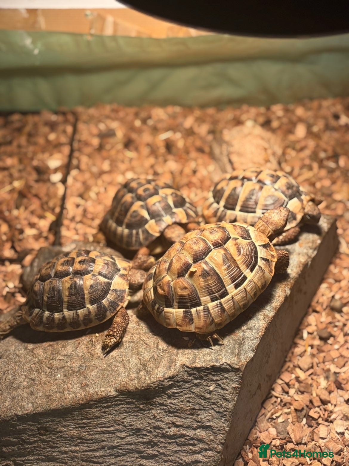 Tortoise reptiles for sale: Testudo hermanni (Hermanns Tortoise) - Advert 7