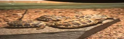 Tortoise reptiles for sale: Testudo hermanni (Hermanns Tortoise) - Advert 1