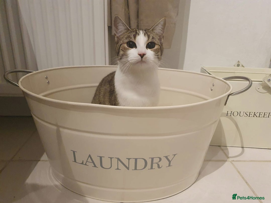 Mixed Breed cats for sale: 💛 Loving Cats Looking for Their Forever Home 💛 - Advert 2