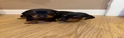 Dachshund dogs for sale: Dachshund Puppies - Ready to reserve - Advert 4
