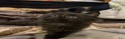 Mixed Breed cats for sale: Kittens for sale  - Advert 21