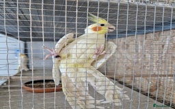 Cockatiels birds for sale: Cocktails - Image 4