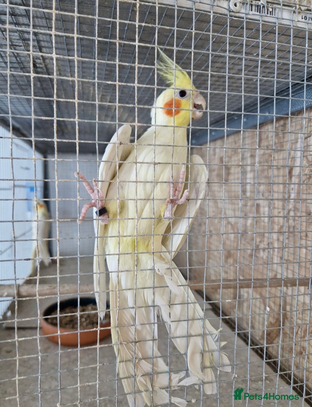 Cockatiels birds for sale: Cocktails - Image 4