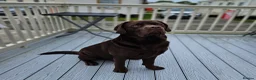 Labrador Retriever dogs for sale: Super chunky and cuddly babies - Advert 14