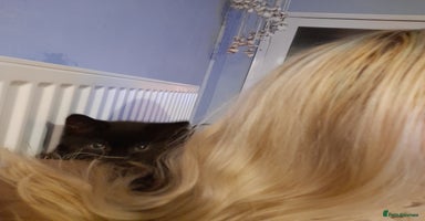 Mixed Breed cats - Advert 4