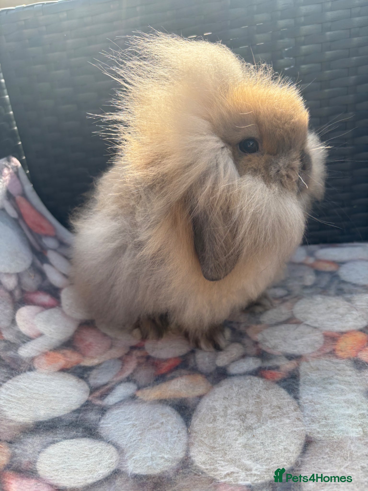 Mini Lion Lop rabbits Mini Lionlop does vaccinated available  - Advert 2