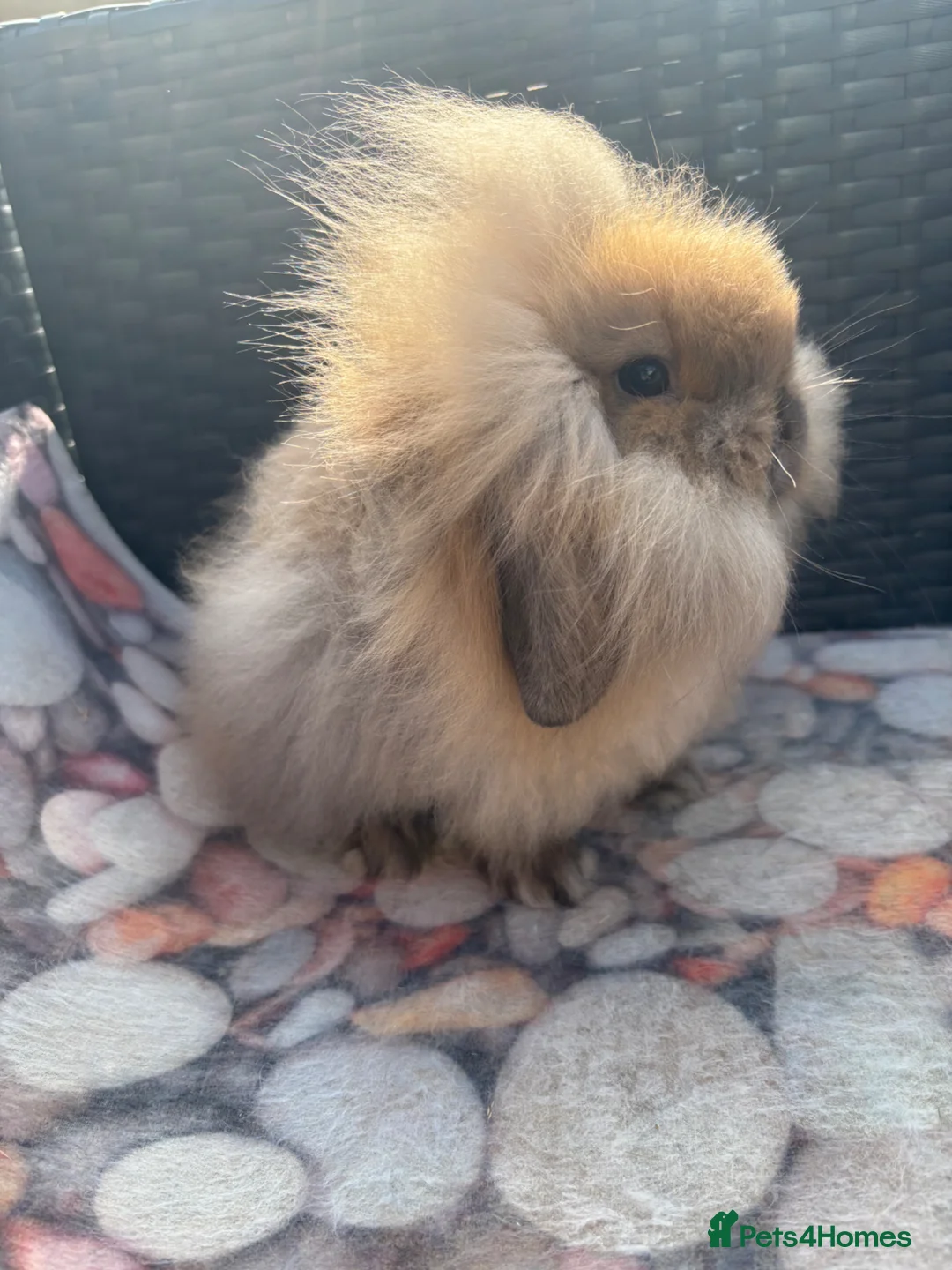 Mini Lion Lop rabbits for sale: Mini Lionlop does vaccinated available  - Advert 2