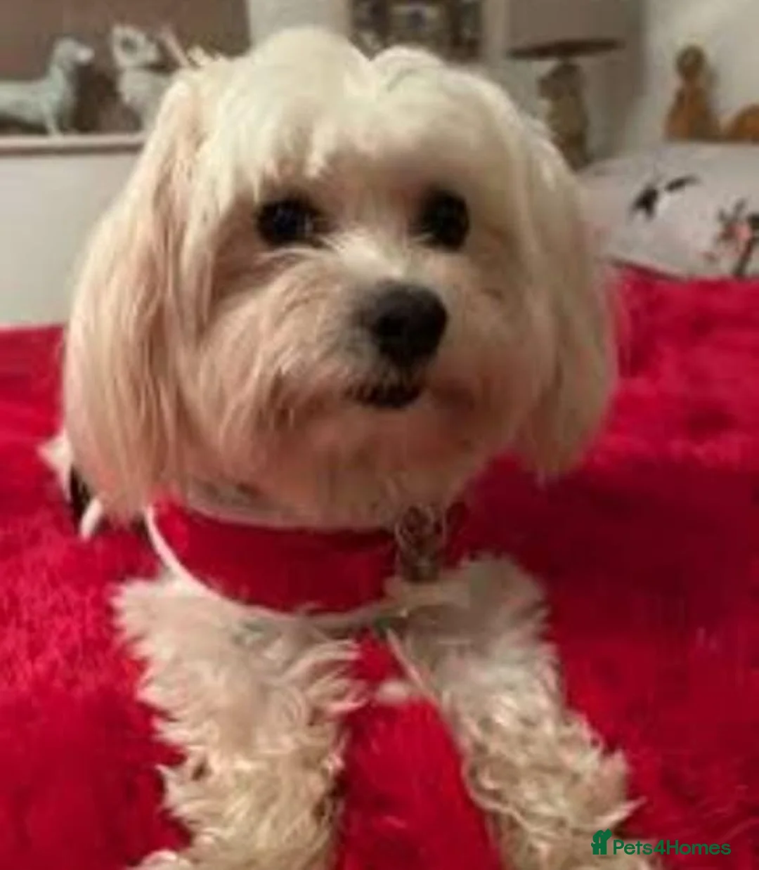 Mixed Breed dogs for sale: Adorable Pure White Maltese Puppy Girl - Advert 6
