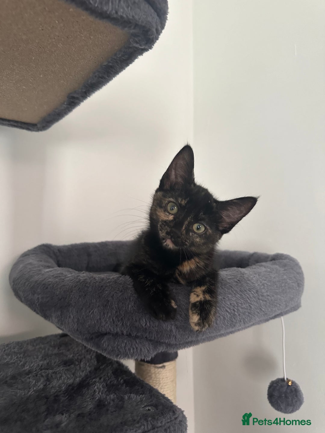 Mixed Breed cats for sale: 2 gorgeous girls tabby and tortoise shell - Image 13