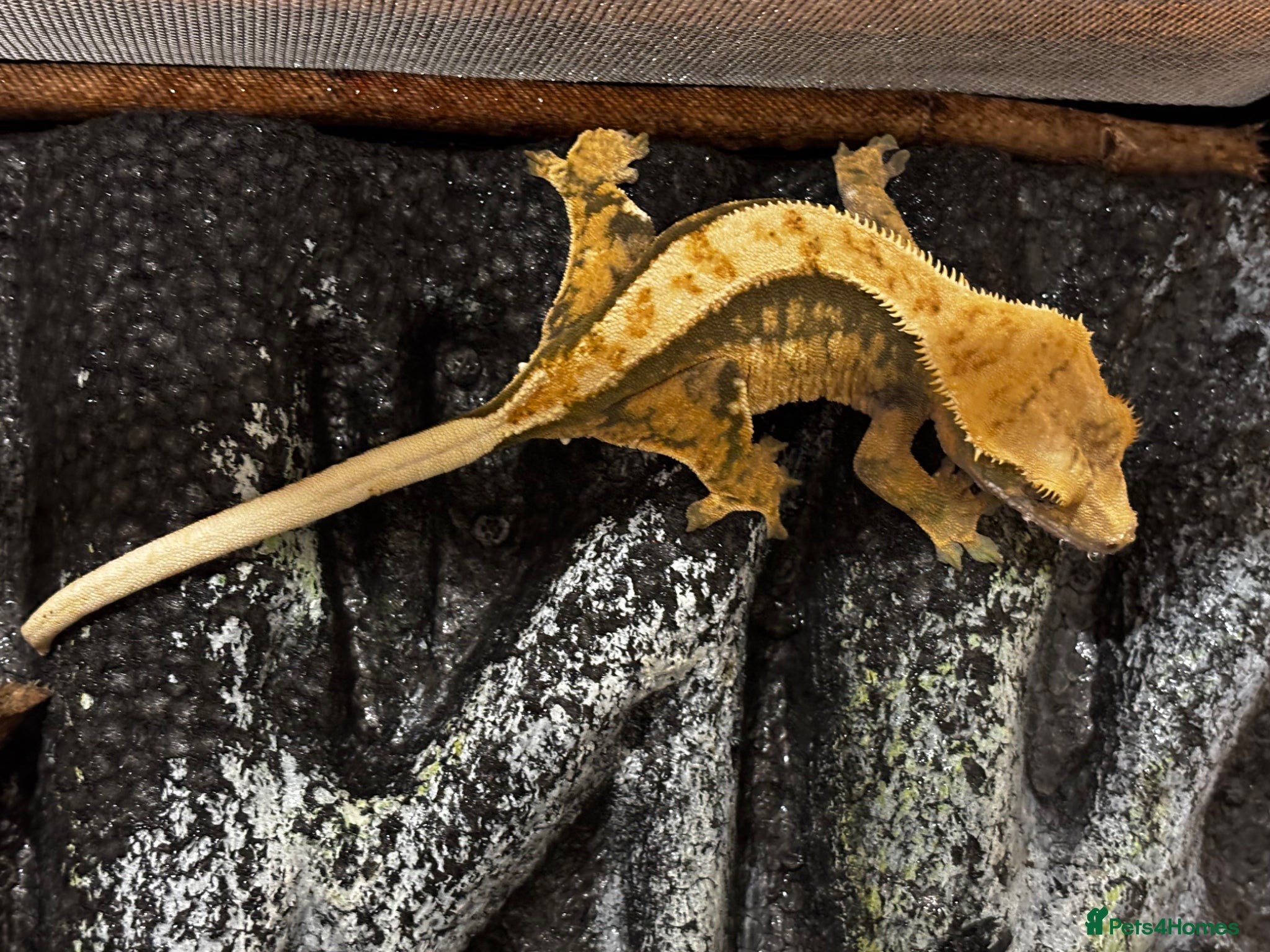 Gecko reptiles FEMALE CRESTED GECKO FOR SALE - Advert 10