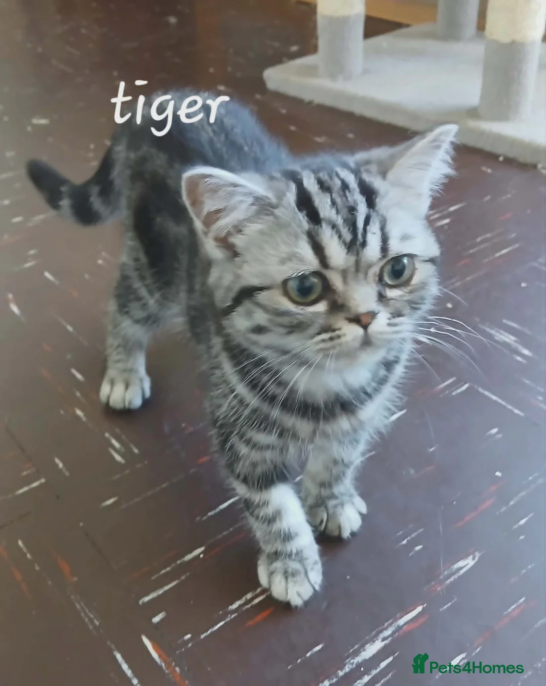 British Shorthair cats for sale: Two vaccinated British kittens.TICA - Advert 2