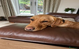 Goldador dogs for sale: Beautiful Goldador girl looking for forever home  - Advert 3