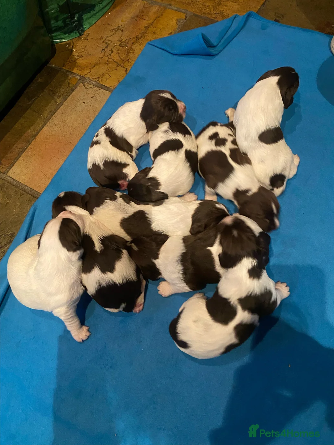 English Springer Spaniel dogs for sale: Springer Spaniel Pups for sale  in Newry - Advert 2