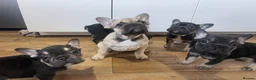 French Bulldog dogs for sale: 5 Frenchie pups ready for their forever homes🐶🏡 - Advert 20