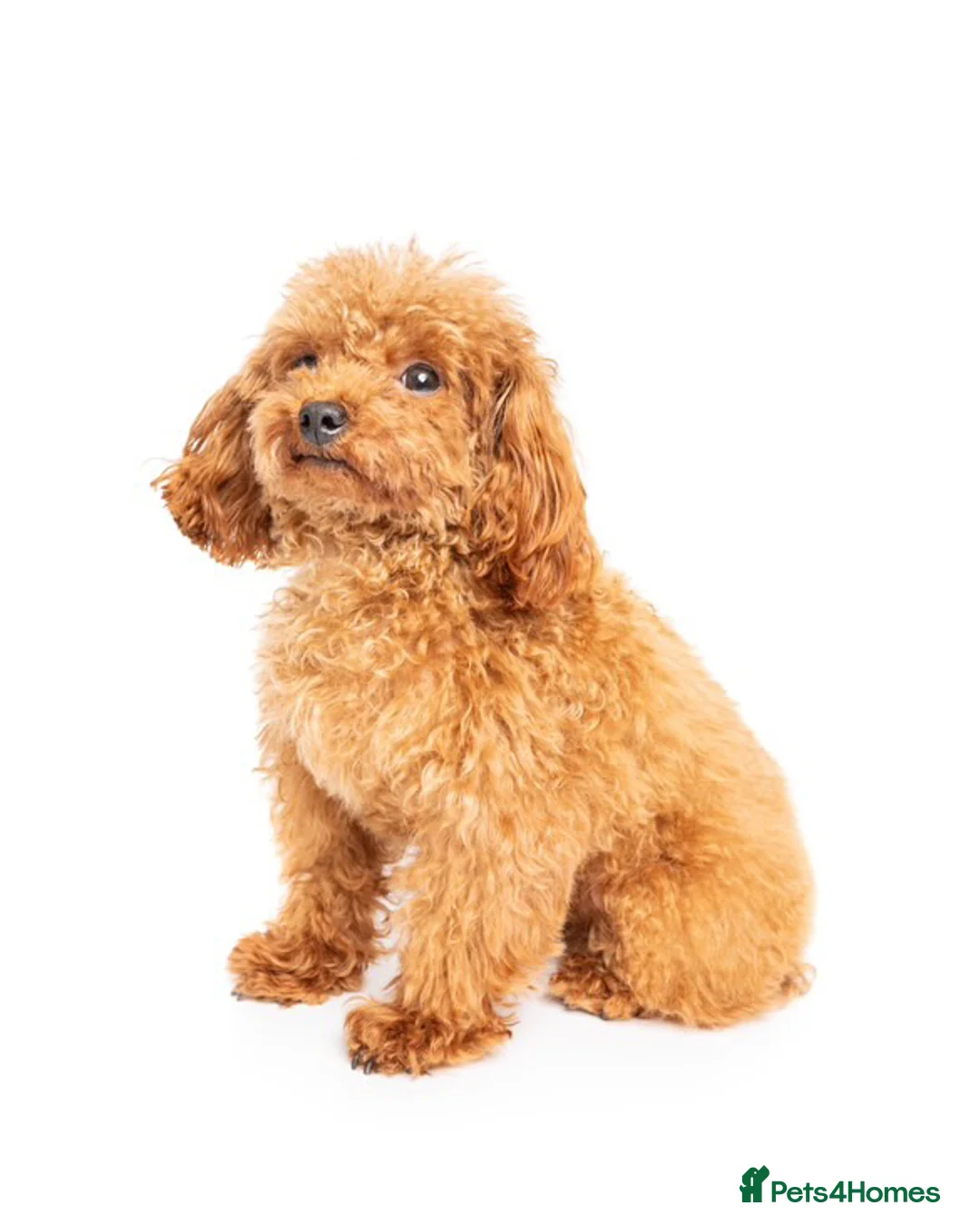 Toy Poodle dogs for stud: Asian Line Micro Toy Poodle  - Advert 3
