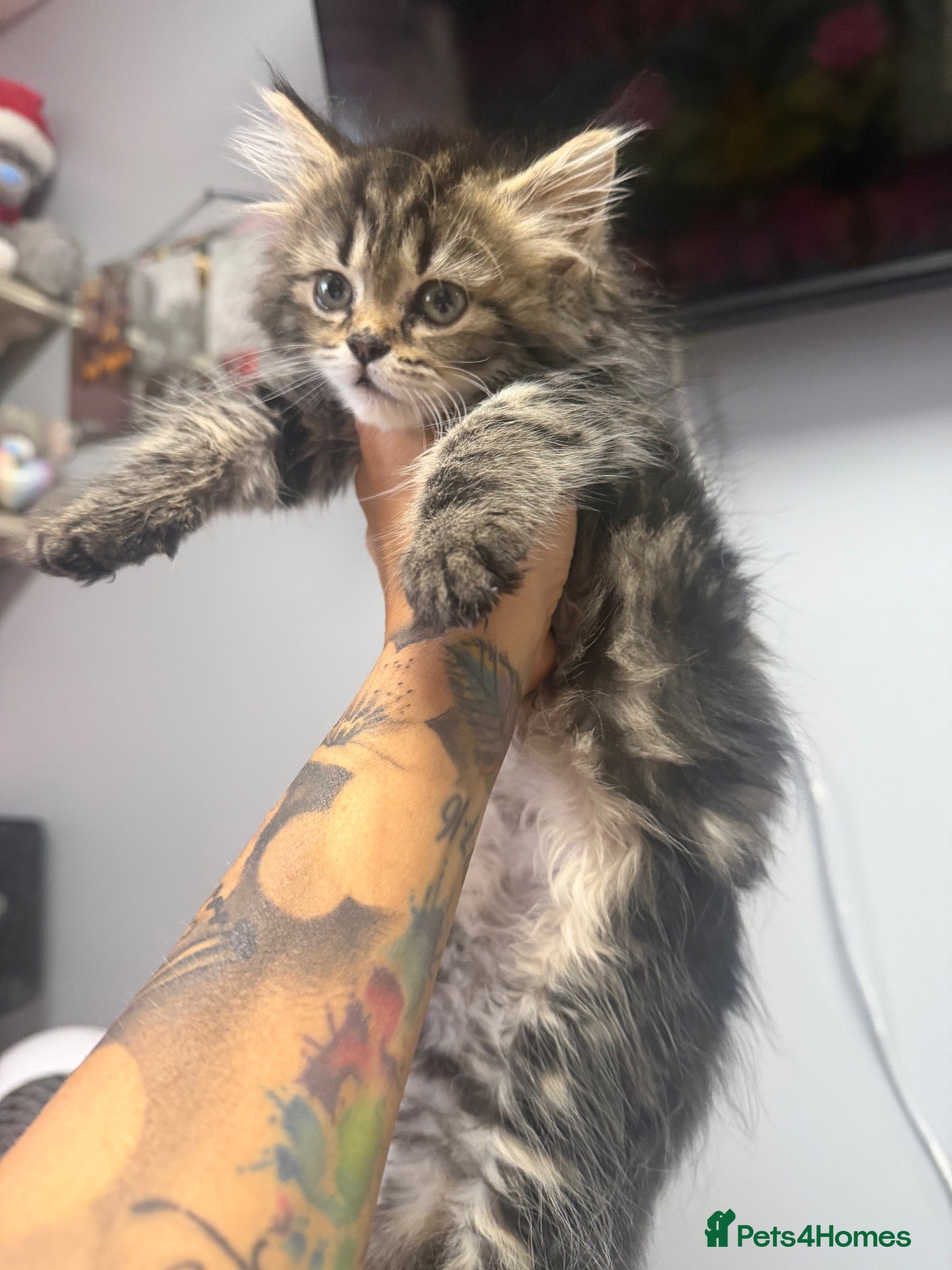 Maine Coon cats 1 girl Maine coon Persian cross ready to go now - Advert 5