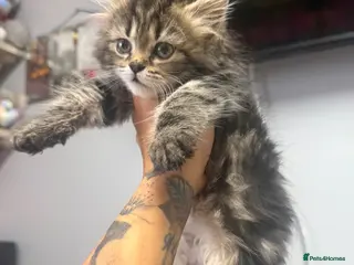 Maine Coon cats 1 girl Maine coon Persian cross ready to go now - Advert 5