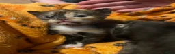 Mixed Breed cats for sale: Female kittens for sale  - Advert 13