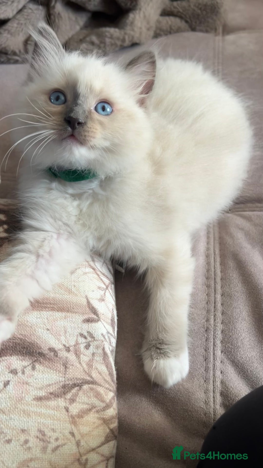 Ragdoll cats for sale: 3 Ragdoll kittens  - Advert 7