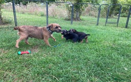 Border Terrier dogs for sale: Border Terrier puppies - Image 6