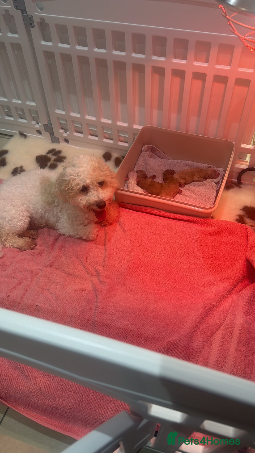 Maltipoo dogs for sale: 3 x male teddy maltipoos  - Advert 7