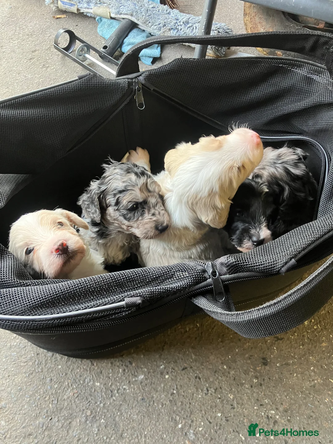 Mixed Breed dogs for sale: Cockapoo Merle f1b x Jackapoo f1b “cockajackpoo” - Advert 2