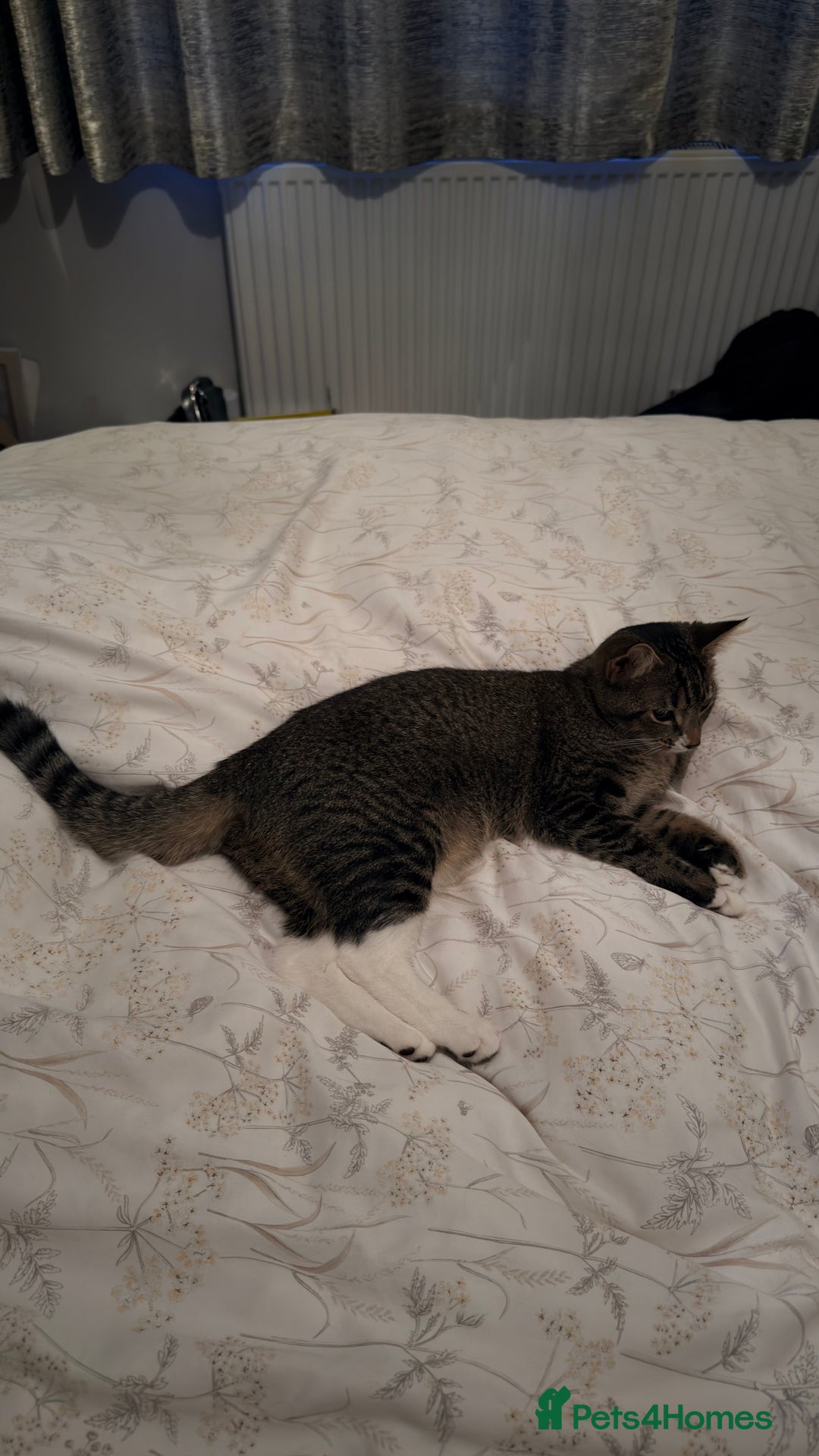 Mixed Breed cats for sale: 6 months old little girl tabby - Advert 4