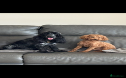 Cockapoo dogs for sale: TOY Cockapoo/ SHOW type F1 / License - Image 19
