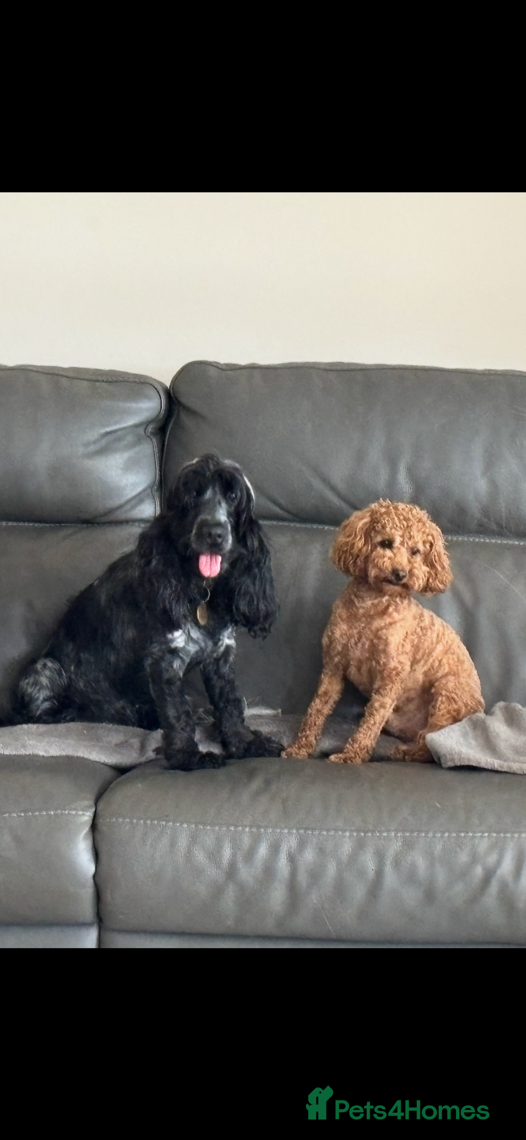 Cockapoo dogs for sale: TOY Cockapoo/ SHOW type F1 / License - Image 19
