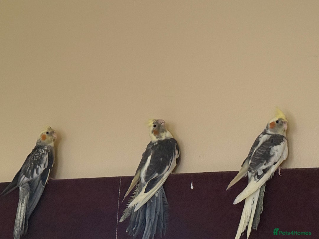Cockatiels birds for sale: Baby cockatiel birds - Image 14