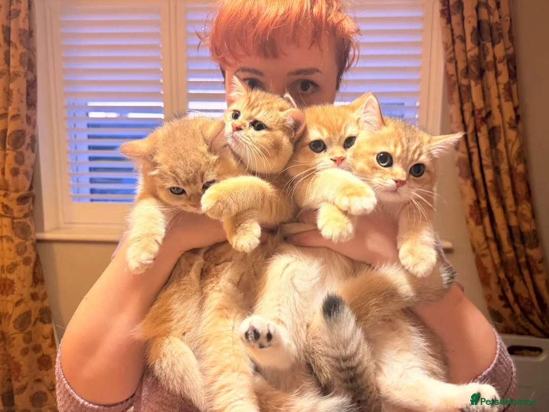British Shorthair cats for sale: Ready now - GOLDEN BRITISH SHORTHAIR BOYS ✨ - Advert 2