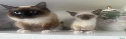 Ragamese cats for sale:    Gorgeous Ragamese Boys - Advert 2