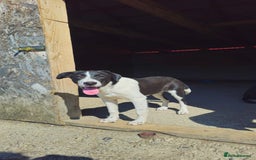 Mixed Breed dogs for adoption: NALA, a Lovely Girl - for a Loving Home - Image 4
