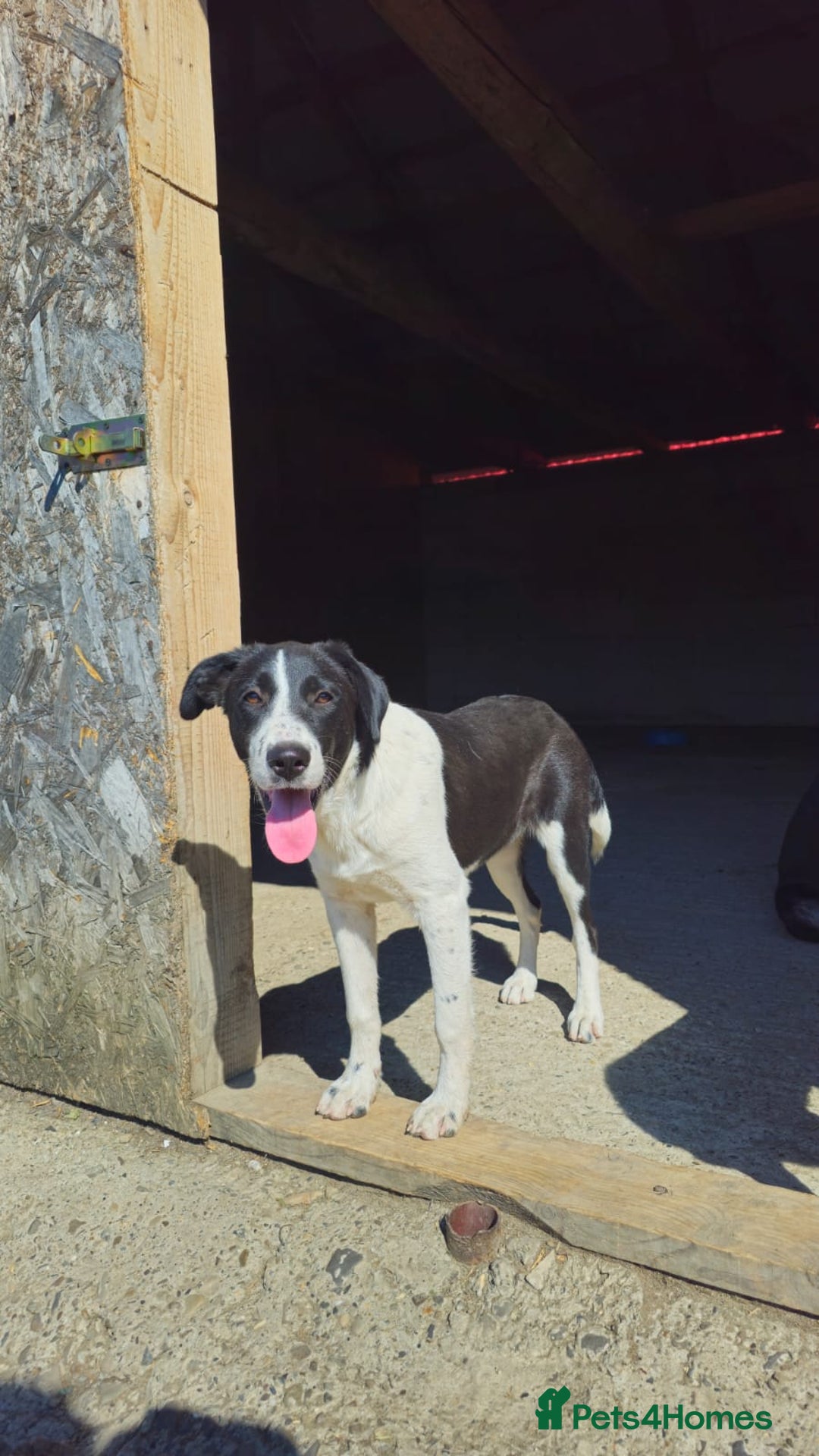 Mixed Breed dogs for adoption: NALA, a Lovely Girl - for a Loving Home - Image 4