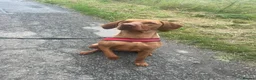 Hungarian Vizsla dogs for sale: Beautiful Hungarian Vizsla puppies available  in Boston - Advert 18