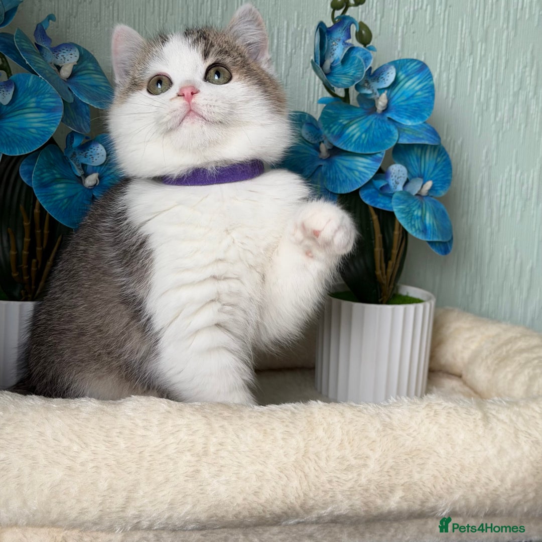 British Shorthair cats for sale: British shorthair golden tricolour TICA - Advert 3