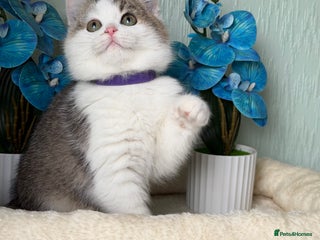 British Shorthair cats British shorthair golden tricolour TICA - Advert 14