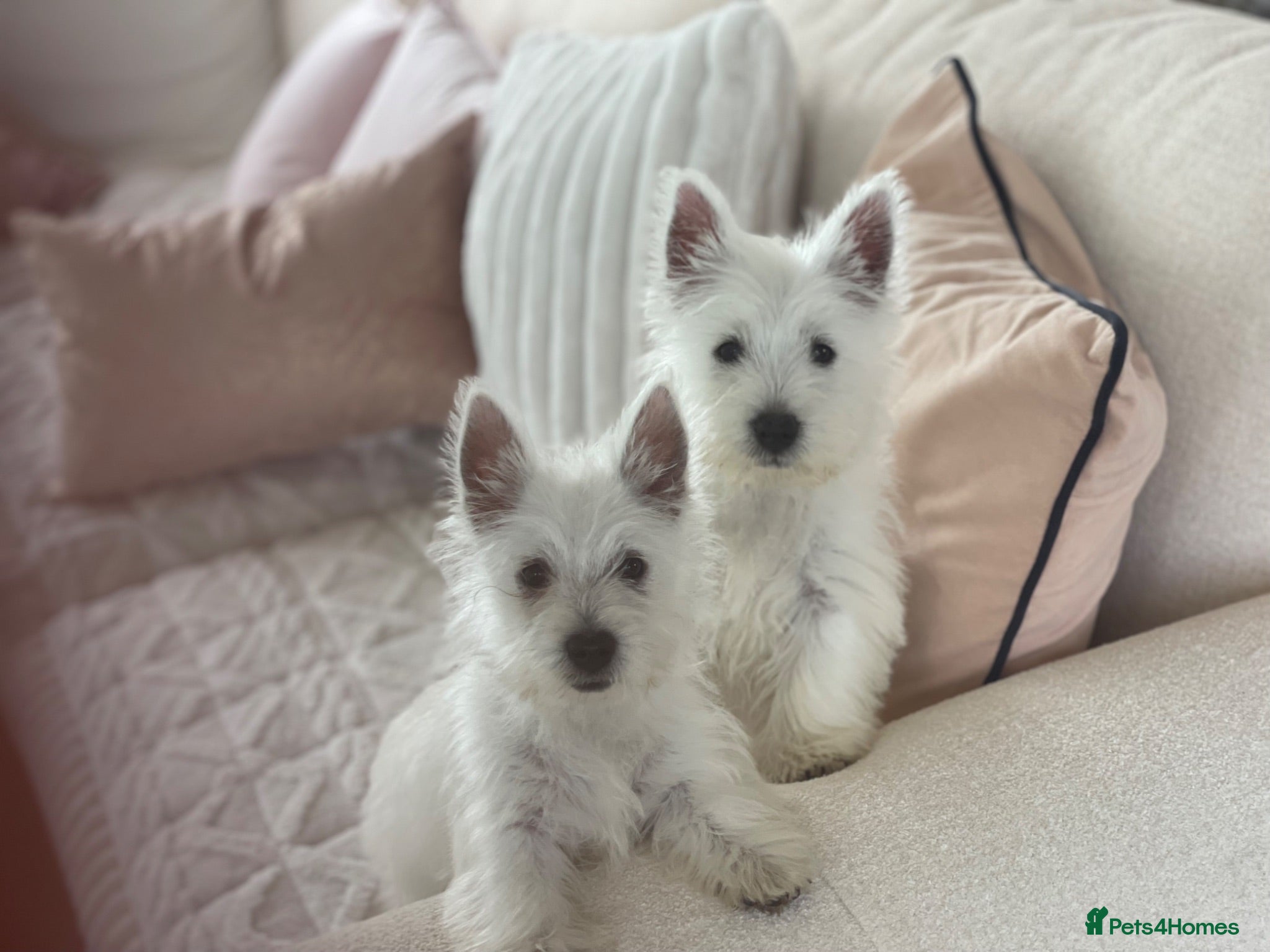 West Highland Terrier dogs Royal kennel club registered west highland white  - Advert 8