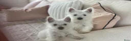 West Highland Terrier dogs for sale: Royal kennel club registered west highland white  - Advert 3