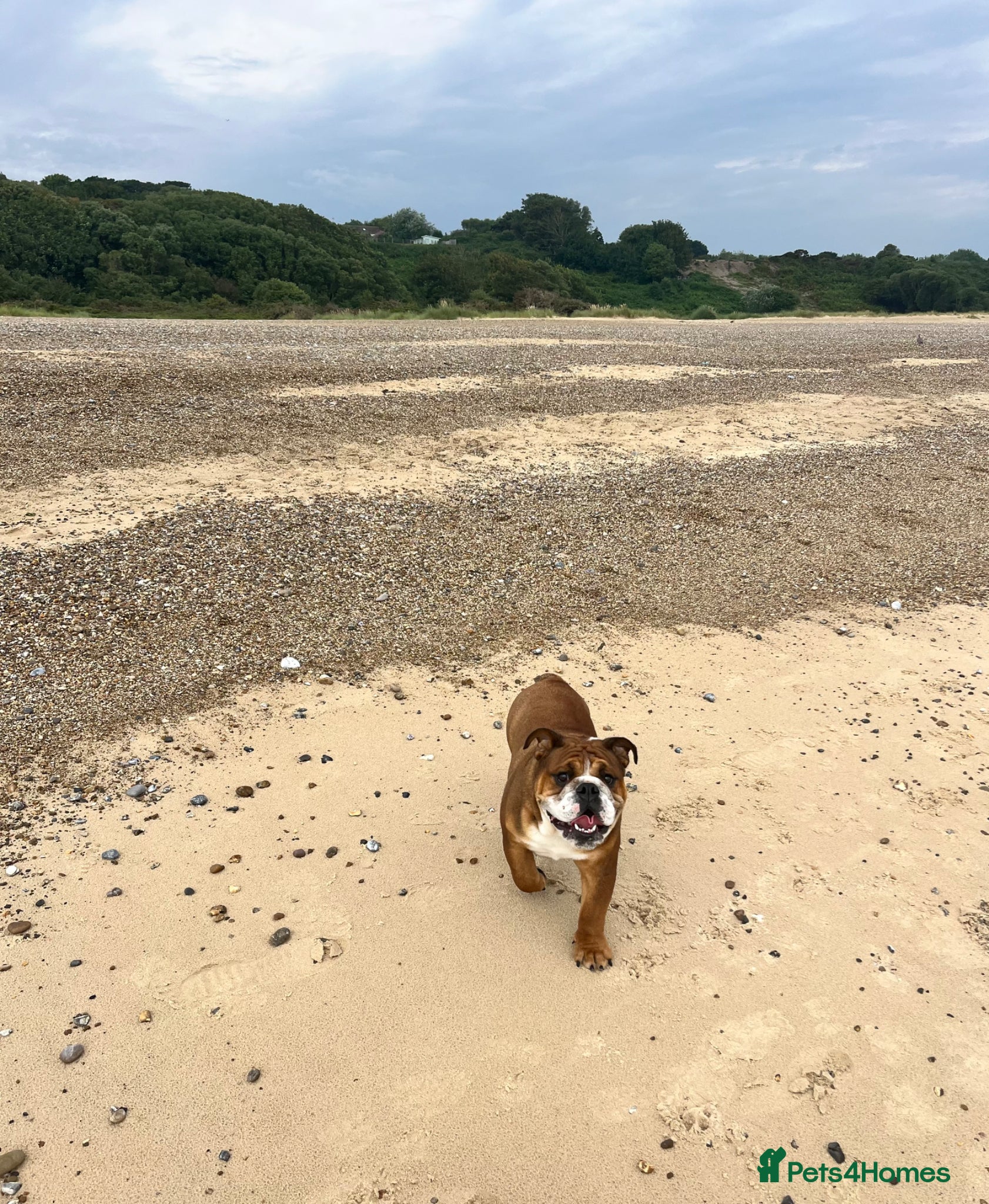 English Bulldog dogs KC registered standard Bulldog - Advert 2