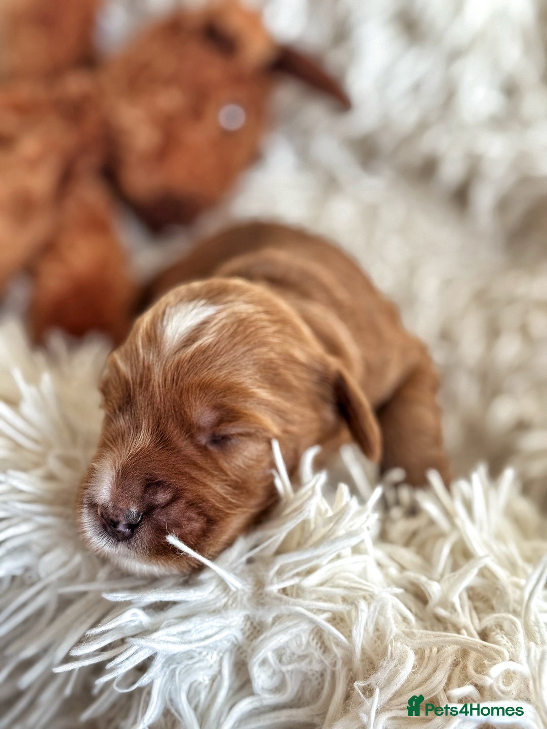 Australian Labradoodle dogs for sale: Pure Multigen Australian Labradoodle Puppies - Image 27